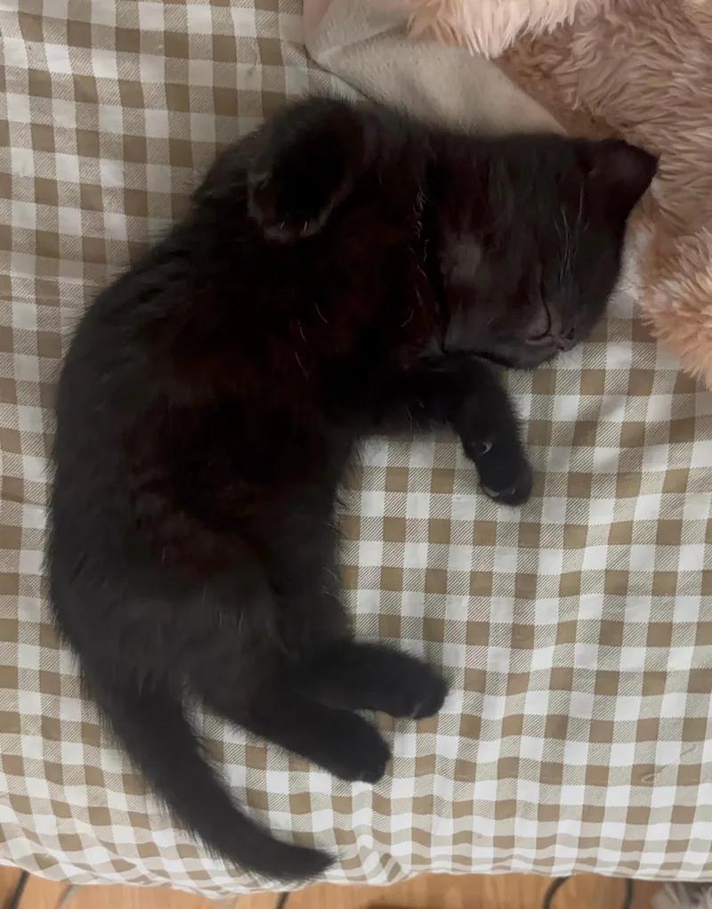 A baby medium-sized male Black Domestic Short Hair cat named Jacks for adoption in Greensburg, PA