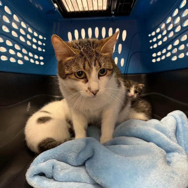 An adult medium-sized female White Domestic Short Hair cat named Lucille for adoption in Novelty, OH