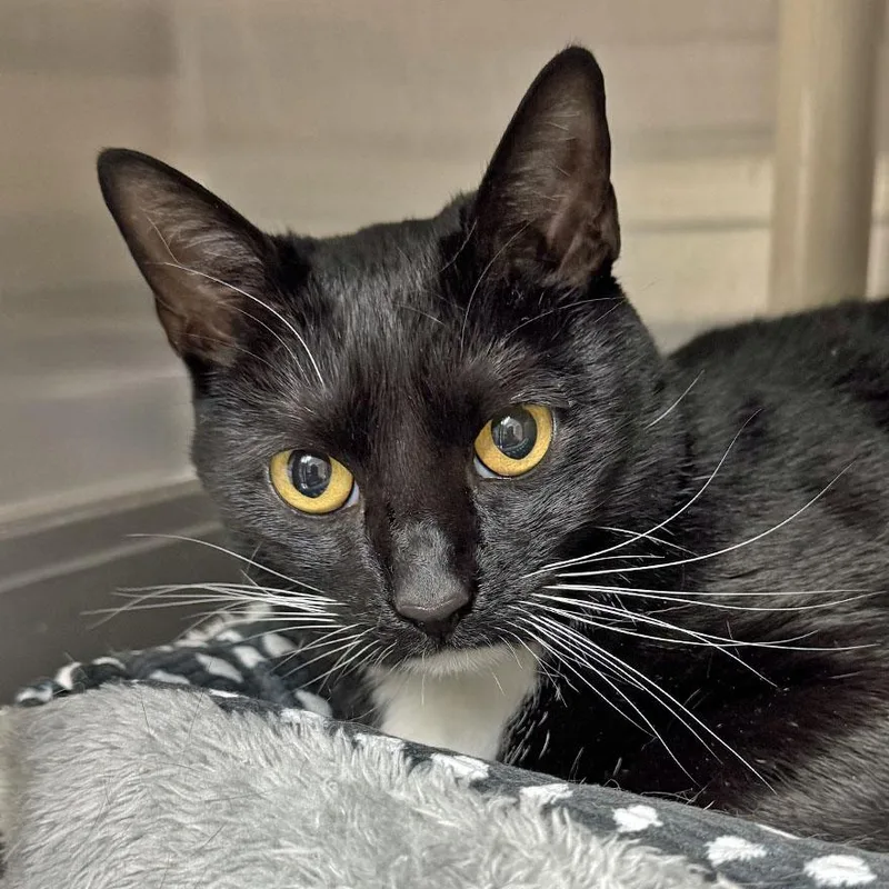 An adult large-sized female Black & White / Tuxedo Domestic Short Hair cat named Oreo for adoption in East Falmouth, MA