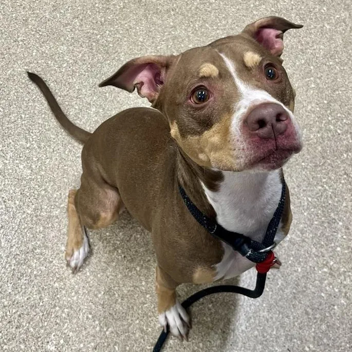 An adult medium-sized female Brown / Chocolate Pit Bull Terrier dog named Ariel for adoption in Prince Frederick, MD