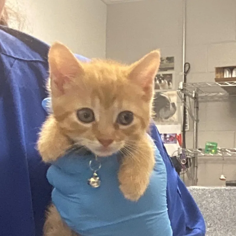 A baby small-sized female Orange / Red Domestic Short Hair cat named Cheeto for adoption in Greenville, SC