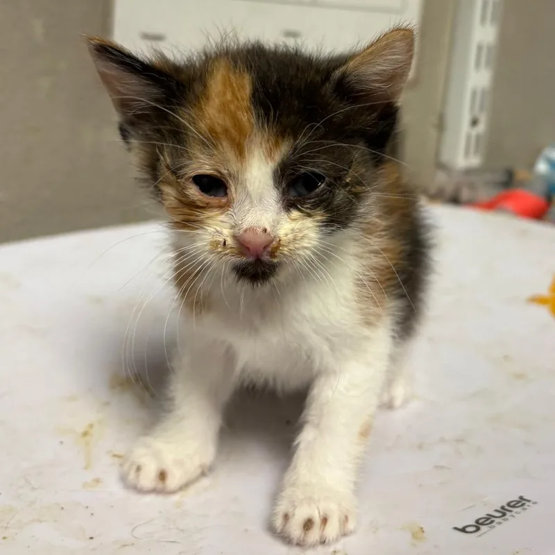 A baby medium-sized female Calico Domestic Short Hair cat named Peach for adoption in Yuma, AZ
