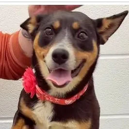 An adult medium-sized female Australian Kelpie dog named Copper for adoption in Ashland, OH