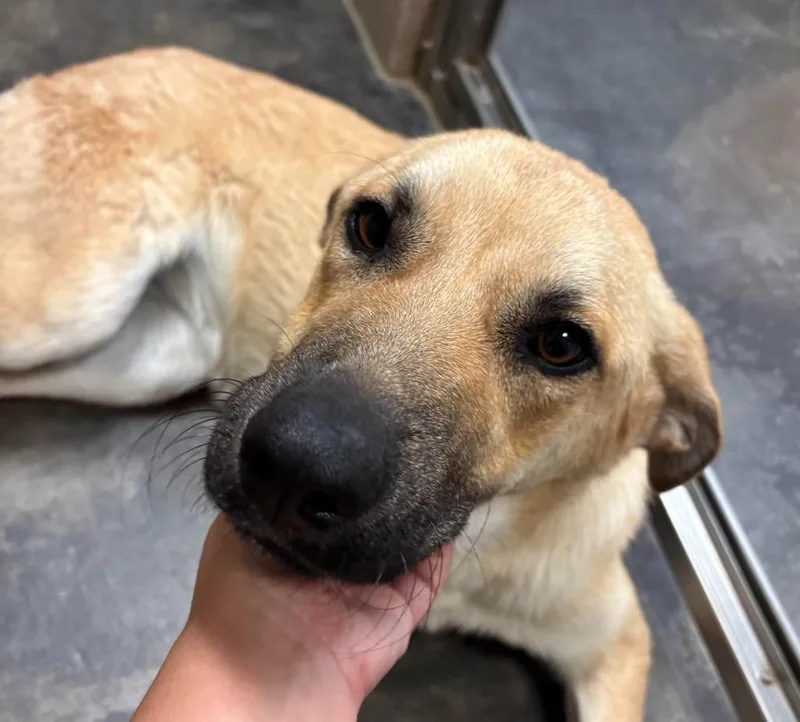 Heidi