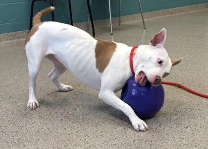 A young medium-sized female Pit Bull Terrier dog named Ruthy for adoption in Fishers, IN