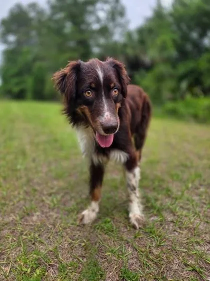 A young medium-sized male Australian Shepherd dog named Harley for adoption in Palm Coast, FL