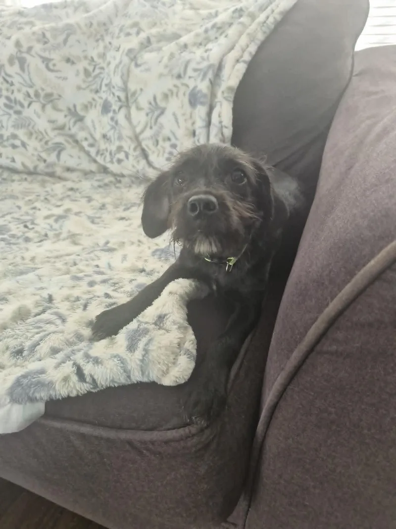 A baby small-sized female Schnauzer dog named Indi for adoption in Media, PA