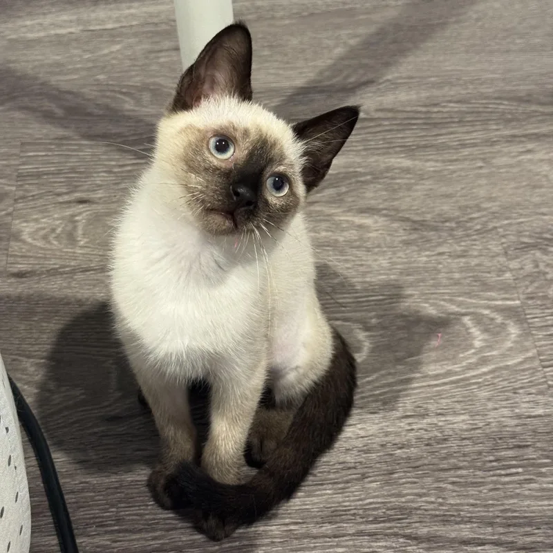 A baby medium-sized female Seal Point Siamese cat named Yuzu for adoption in Los Angeles, CA
