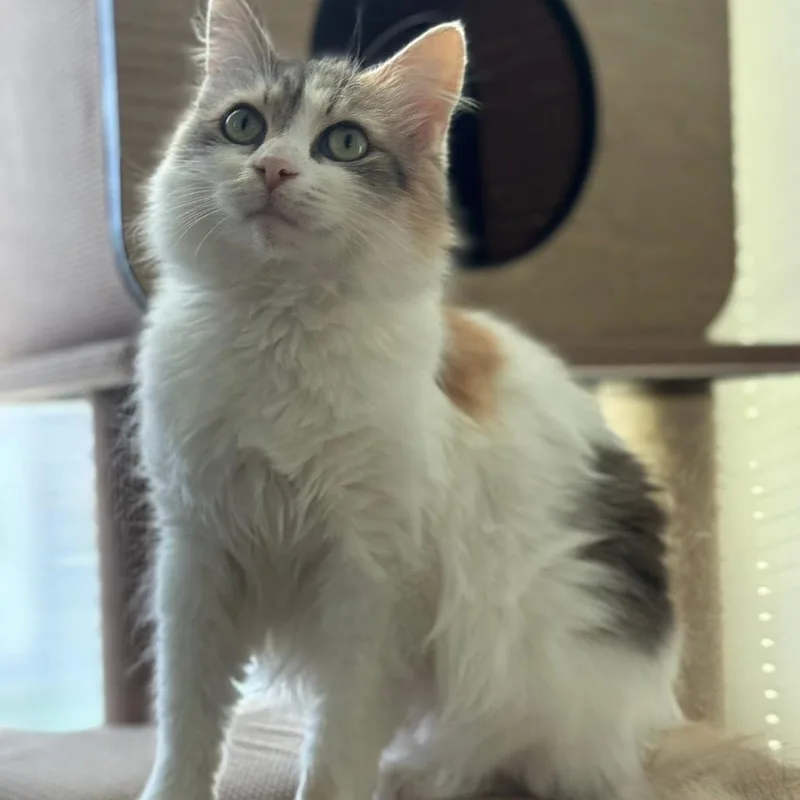 Mimicsmash thumbnail 2