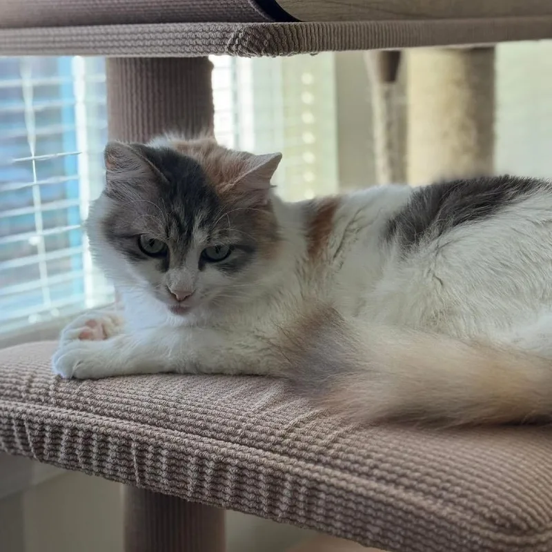 Mimicsmash thumbnail 4