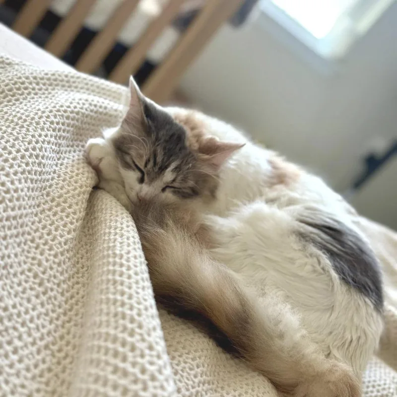 Mimicsmash thumbnail 5