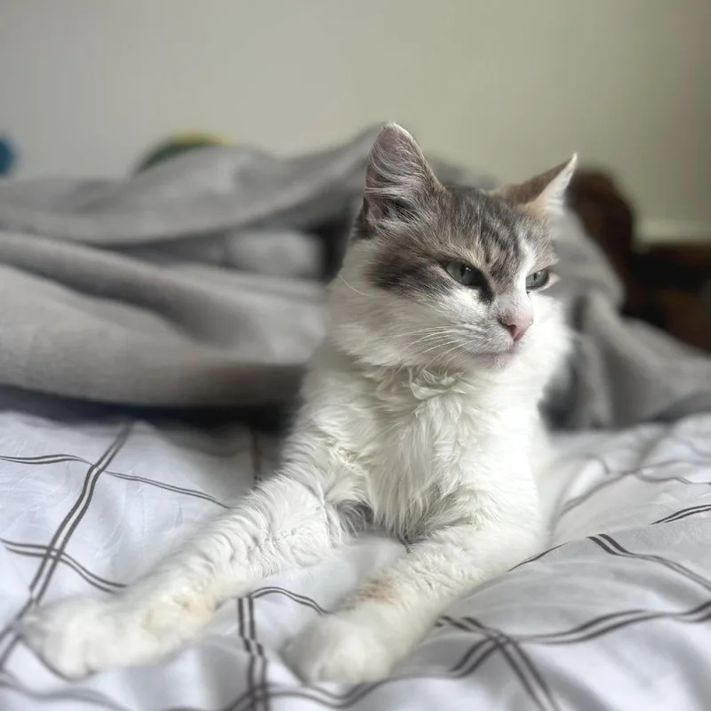 Mimicsmash thumbnail 6