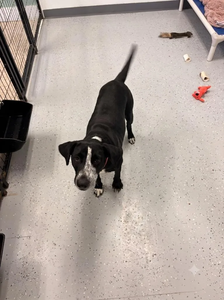 A young medium-sized female Labrador Retriever dog named Tennessee for adoption in Heber City, UT