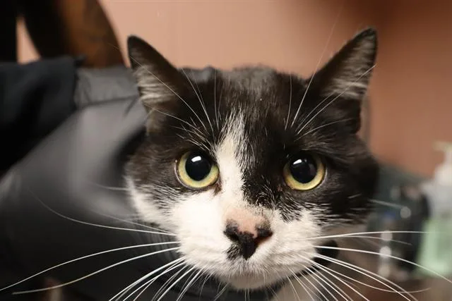 An adult medium-sized female Domestic Short Hair cat named Taffy for adoption in Columbia, SC