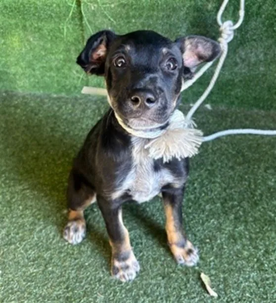 A young medium-sized female German Shepherd Dog dog named Nina for adoption in Lancaster, CA