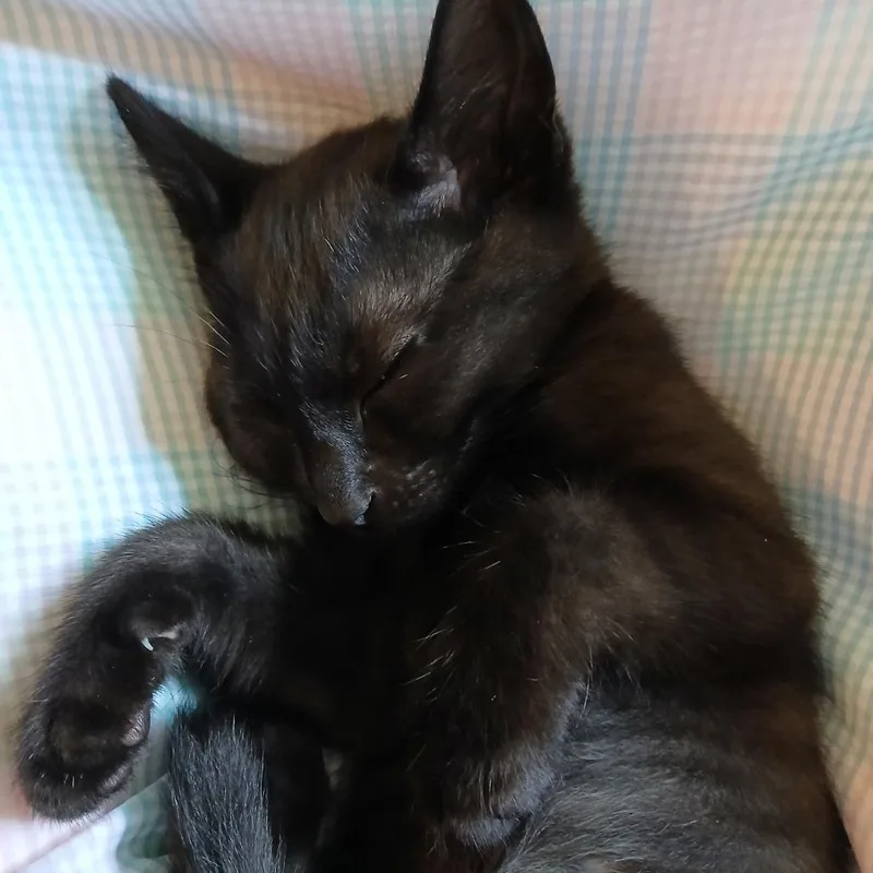 Mr. Pepper thumbnail 2