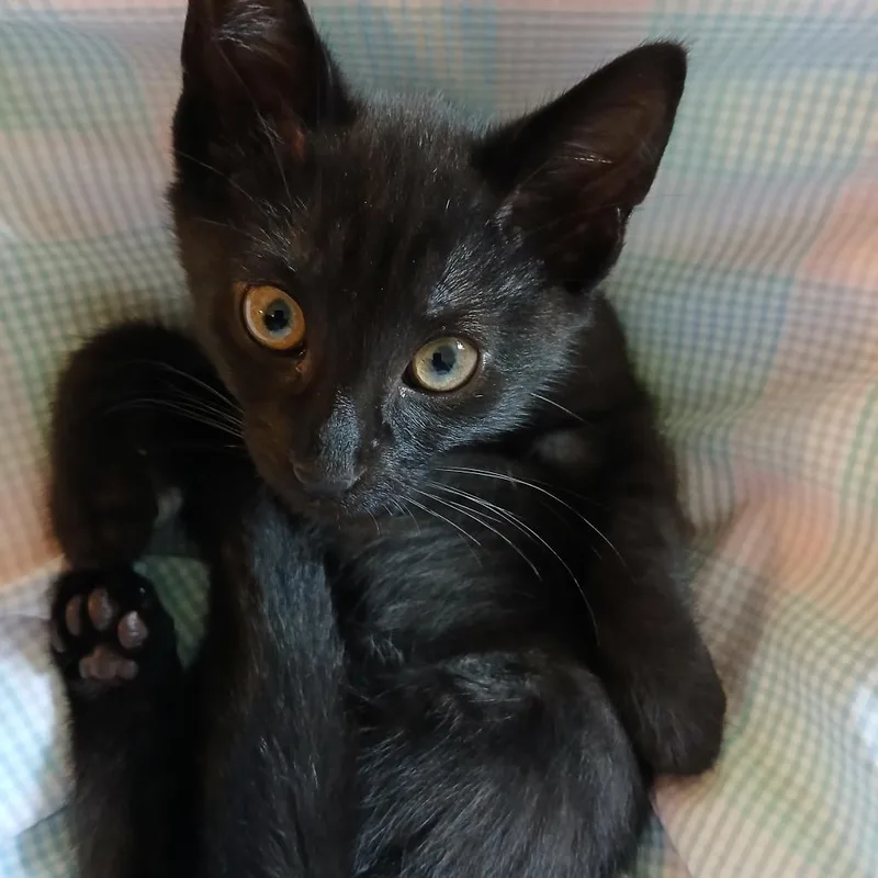 Mr. Pepper thumbnail 3