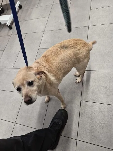 An adult medium-sized female Terrier dog named Pen Dove for adoption in Lawrenceville, GA