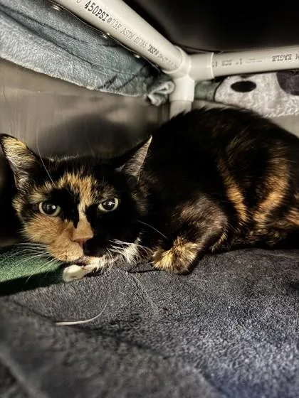 A senior small-sized female Domestic Short Hair cat named Beans for adoption in Roseville, CA