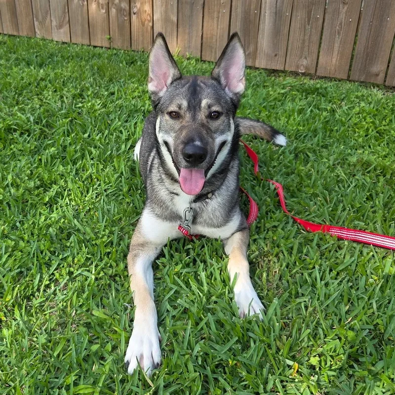 An adult medium-sized female Gray / Blue / Silver German Shepherd Dog dog named Ellen for adoption in Houston, TX