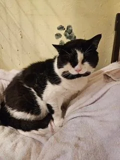 An adult large-sized male Black & White / Tuxedo Domestic Short Hair cat named Big Joe for adoption in Middletown, CT