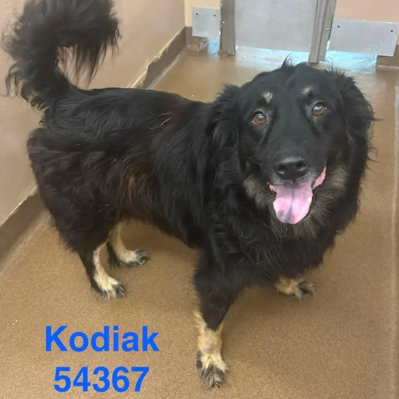 A senior medium-sized male Black Shepherd dog named Kodiak for adoption in Raleigh, NC