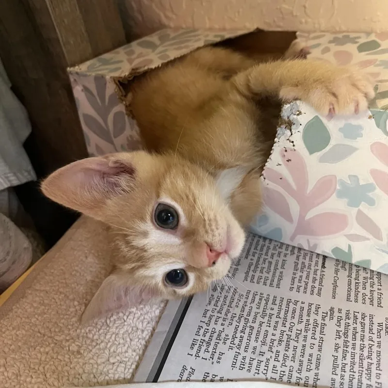 A baby small-sized male Orange / Red Domestic Short Hair cat named Jailbird for adoption in Lake Panasoffkee, FL
