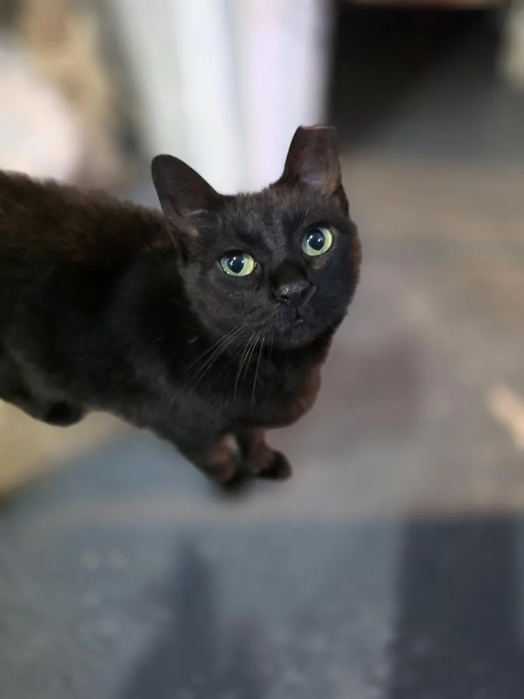 An adult medium-sized female Black Domestic Short Hair cat named Sweet Pea for adoption in Elyria, OH