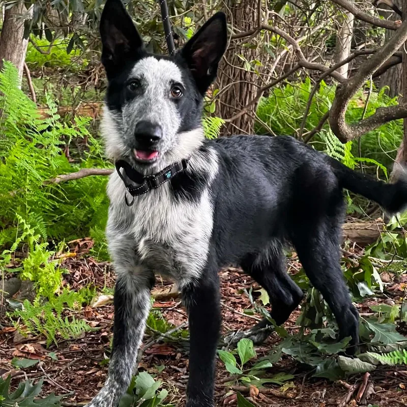 A young medium-sized male Black German Shepherd Dog dog named Ghost for adoption in New Ringgold, PA