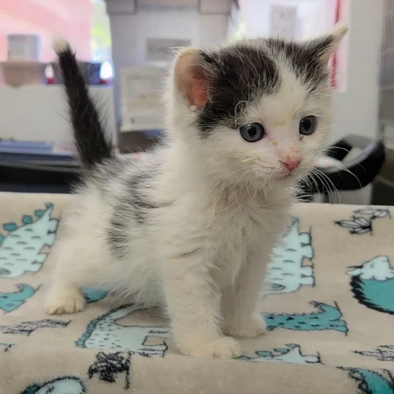 A baby small-sized male Black Domestic Medium Hair cat named Bullseye for adoption in Henderson, NV