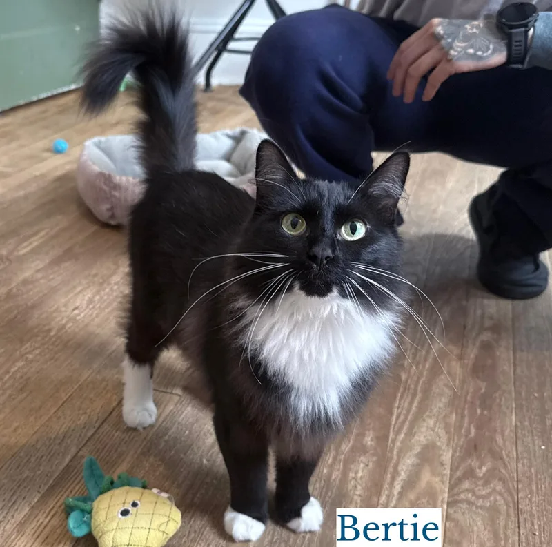 A young medium-sized female Domestic Long Hair cat named Bertie for adoption in Berkeley Springs, WV