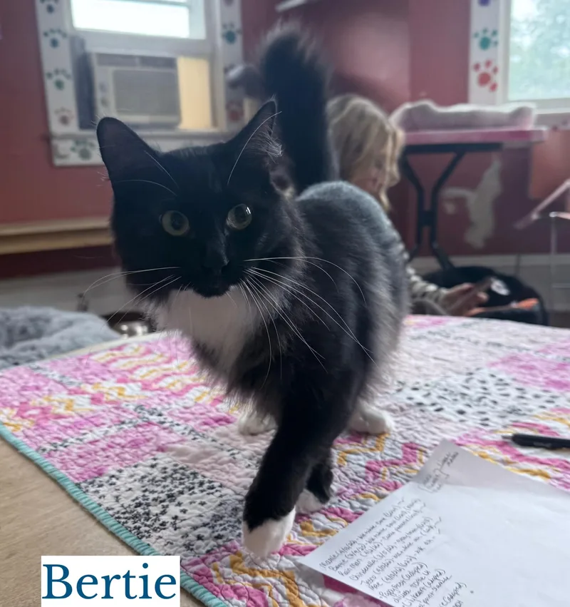 Bertie thumbnail 2