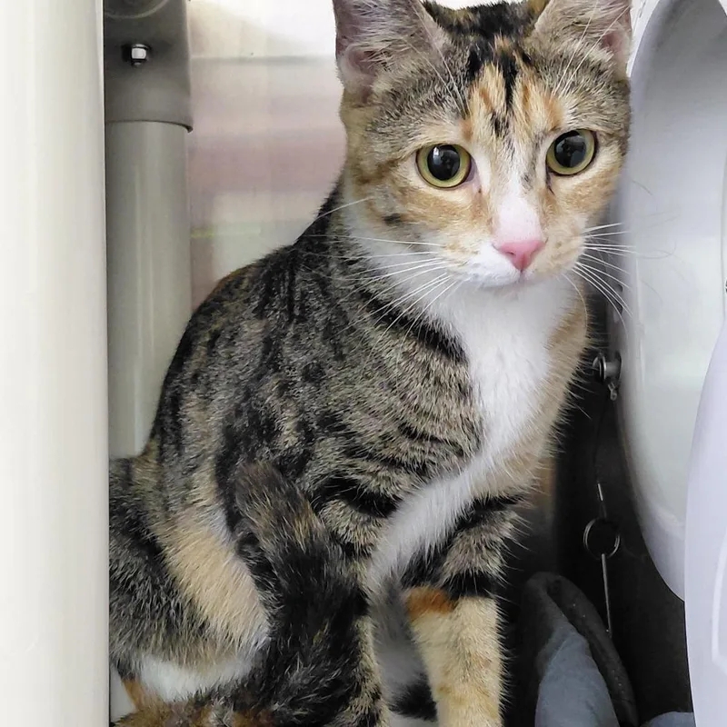 A young medium-sized female Calico Domestic Short Hair cat named Phoebe for adoption in Philadelphia, PA