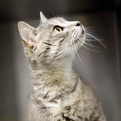 A young small-sized female Gray / Blue / Silver Domestic Short Hair cat named Ariella for adoption in Atlanta, GA
