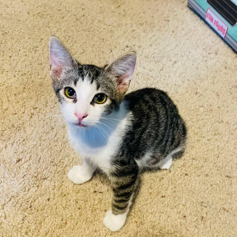 A baby small-sized male Brown / Chocolate Domestic Short Hair cat named Timber for adoption in Plainfield, IL