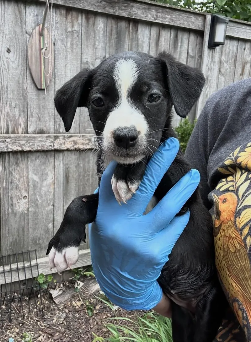 A baby medium-sized female Black Border Collie dog named Lacoste for adoption in Wonder Lake, IL