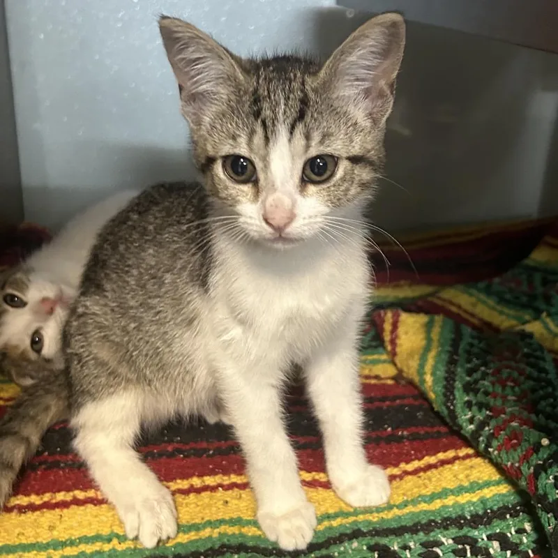 A baby small-sized female Brown / Chocolate Domestic Short Hair cat named Pearl for adoption in Point Richmond, CA