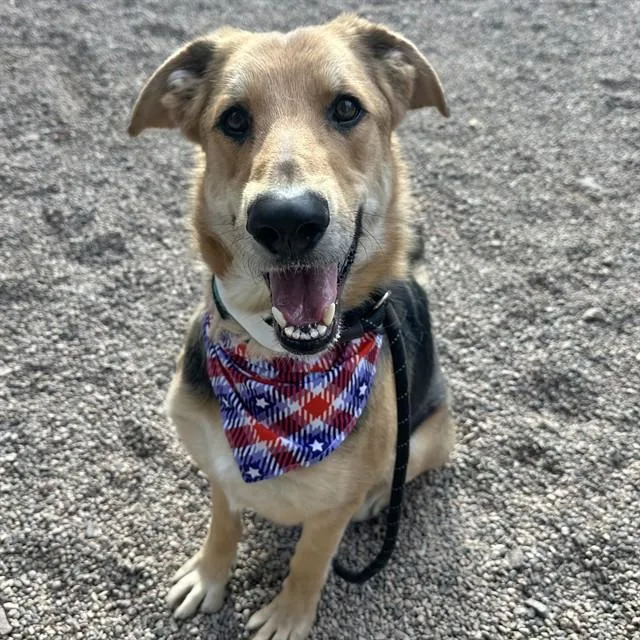 An adult large-sized male German Shepherd Dog dog named Greg for adoption in Mesa, AZ