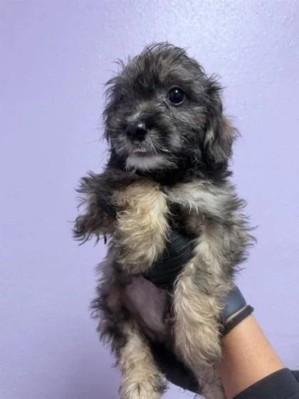 A baby small-sized male Terrier dog named 61771128 for adoption in El Paso, TX