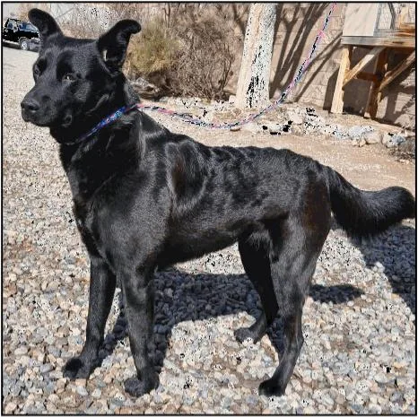 A young medium-sized female Black Labrador Retriever dog named Coco for adoption in Littleton, CO