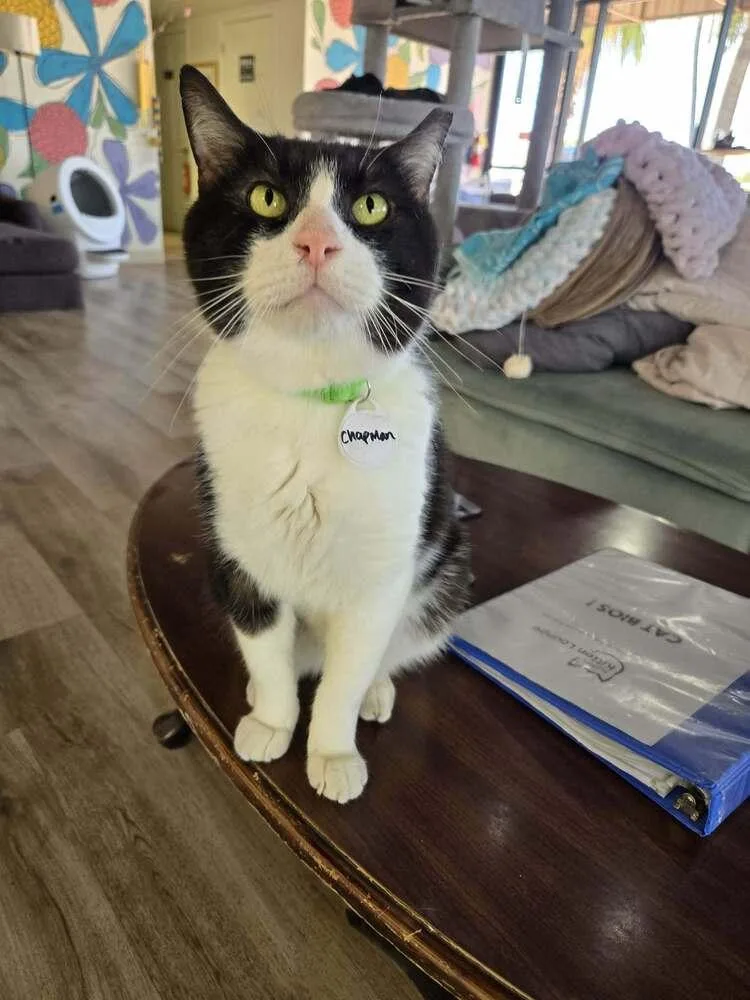 An adult large-sized male Black & White / Tuxedo Domestic Short Hair cat named Chapman for adoption in tucson, AZ