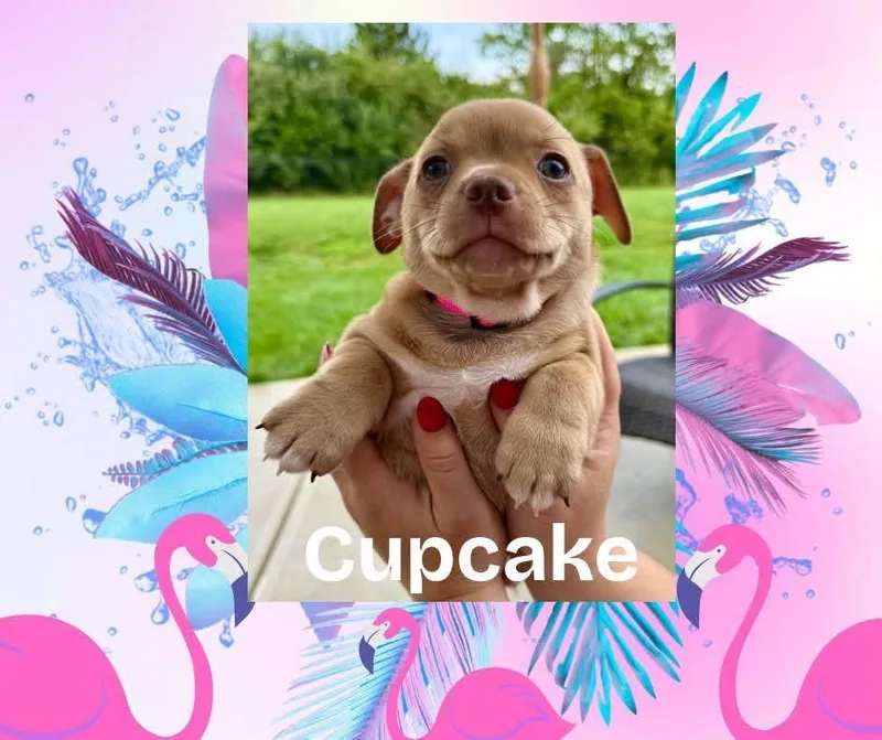 Cupcake