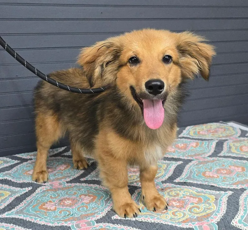 A baby small-sized male Dachshund dog named Dobie for adoption in Manhattan, NY