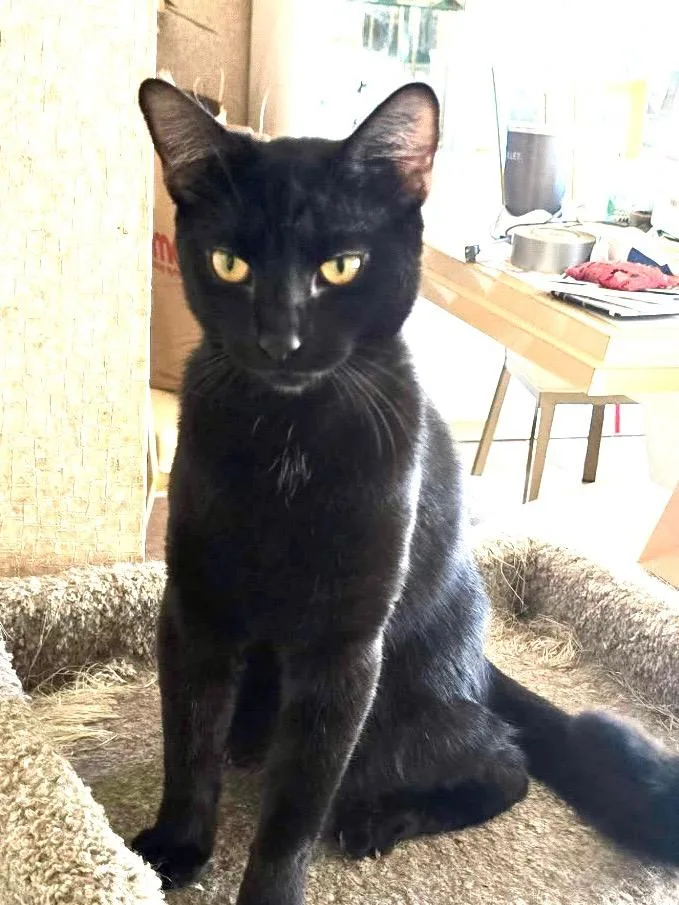 A young medium-sized male Black Domestic Short Hair cat named Colby for adoption in Staten Island, NY