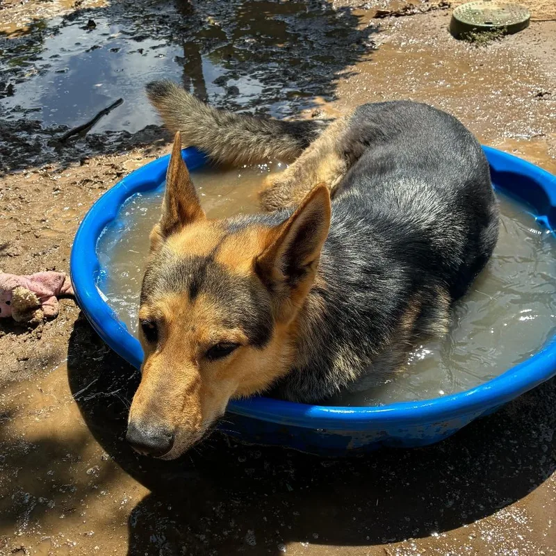An adult large-sized male Yellow / Tan / Blond / Fawn German Shepherd Dog dog named Wrangler for adoption in Riverside, CA