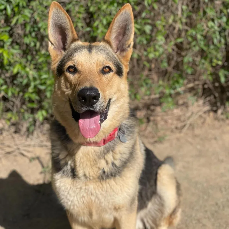 Wrangler thumbnail 2