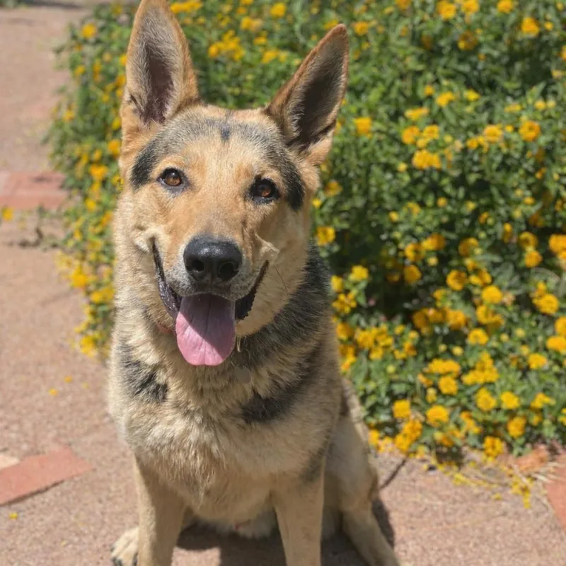 Wrangler thumbnail 3