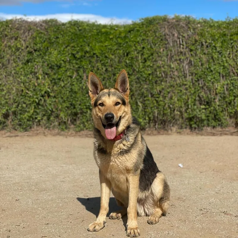 Wrangler thumbnail 4