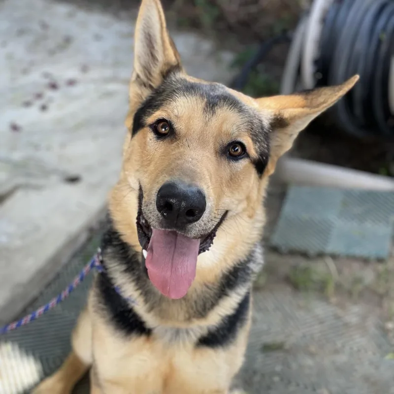 Wrangler thumbnail 5