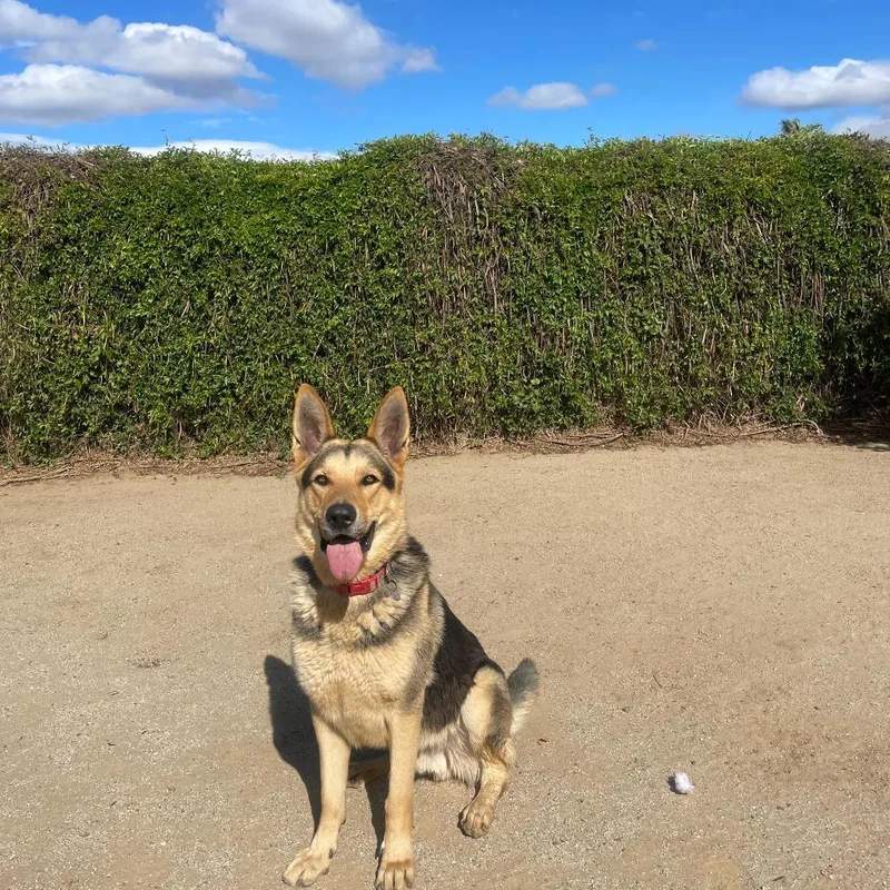 Wrangler thumbnail 6